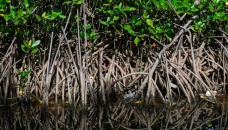Half of mangrove ecosystems at risk