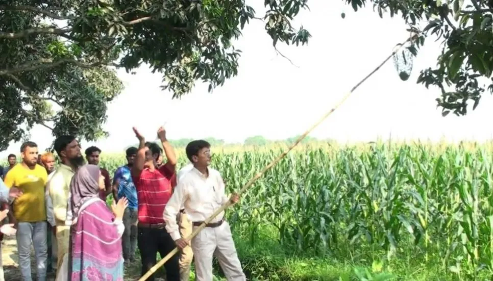 Gopalbhog variety mango harvest in Natore begins