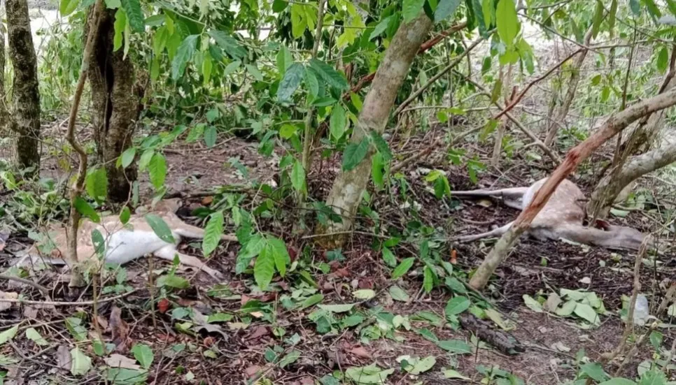 Cyclone Remal: Animal death toll in Sundarbans rises to 100