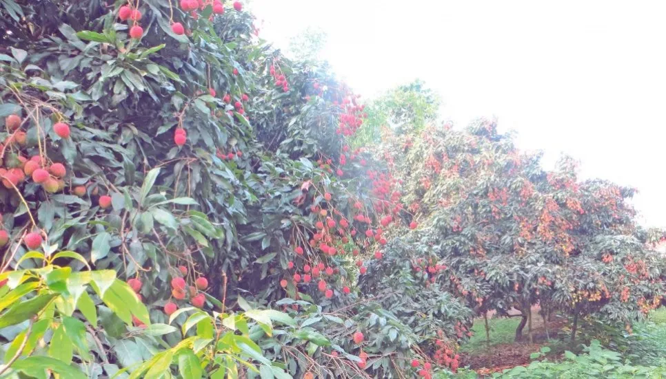 Bumper Litchi production in Panchagarh