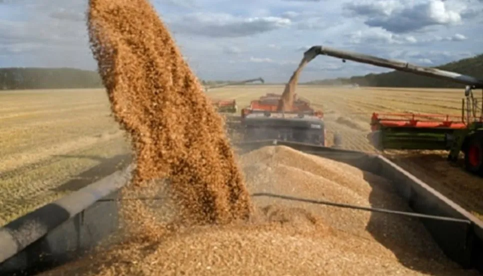 Russia's grain harvest may reach 130.9m tonnes in 2024