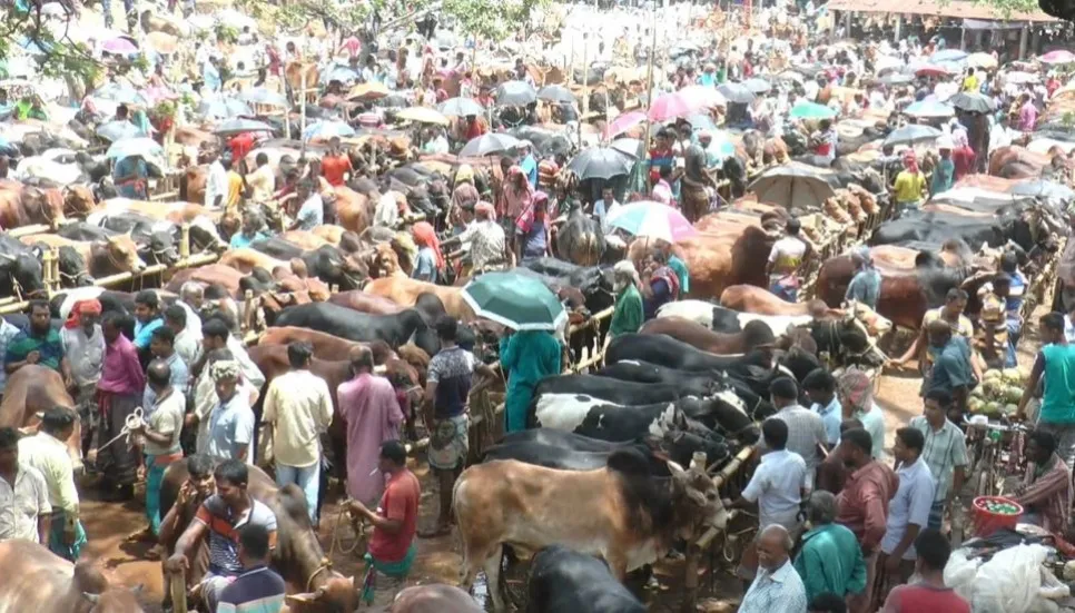 Biggest cattle market in Jashore running without lease