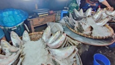 532 tonnes of hilsa exported to India in 11 days 