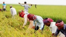 99% Aman farming target achieved in Khulna