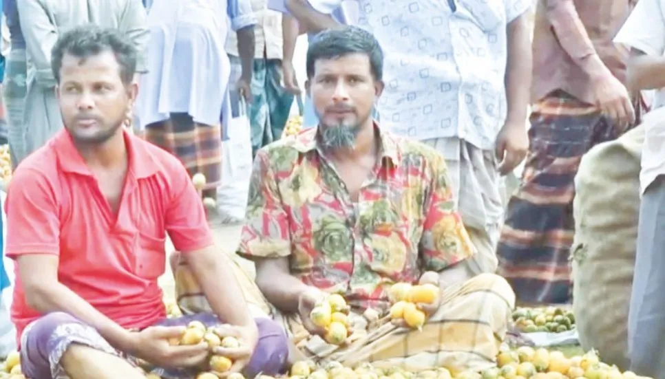 Low price frustrates betel nut growers, traders