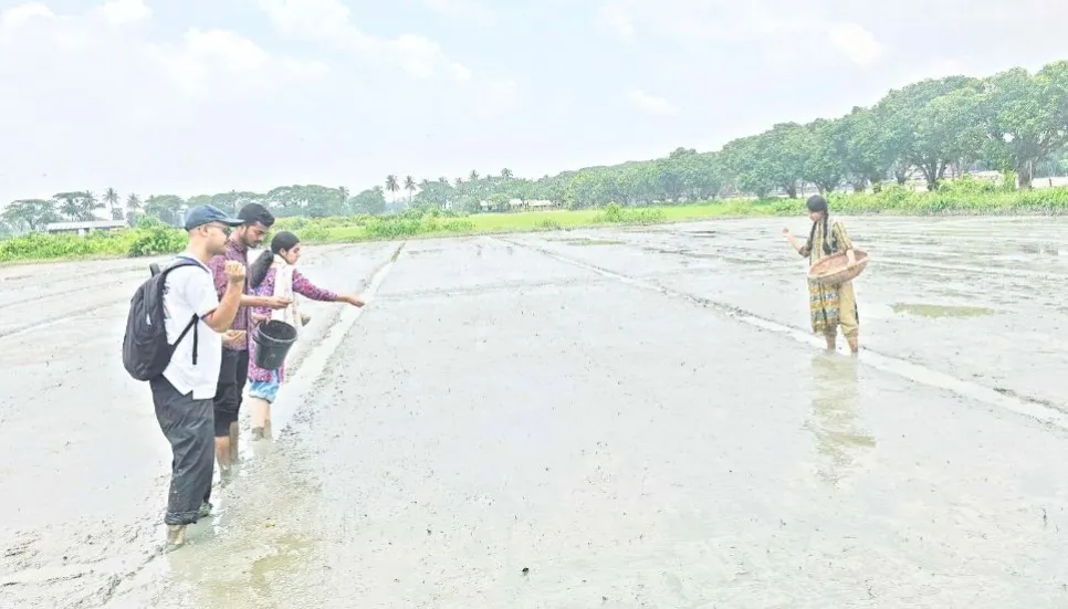 Agri uni students busy making bed for late Aman seedling