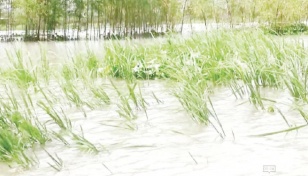 Floods damage 15,268 hectares of Aush paddy in Sylhet