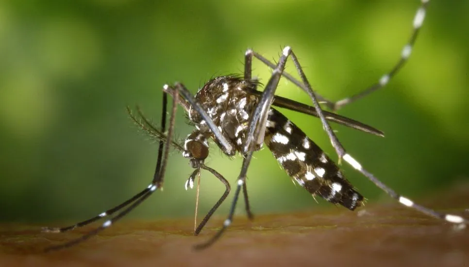 Dengue: 3 more die, 403 hospitalised in 24hrs