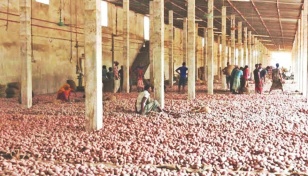 Syndicate controls Rangpur potato market