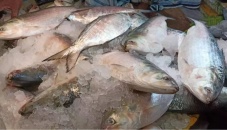 First consignment with 12 tonnes of hilsa exported to India