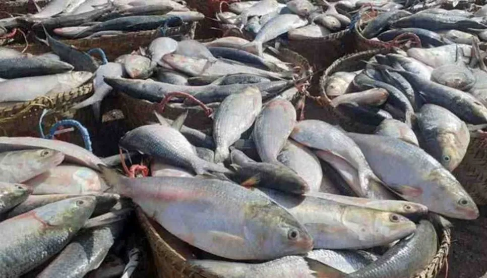 22-day ban on Hilsa fishing to begin from Oct 13