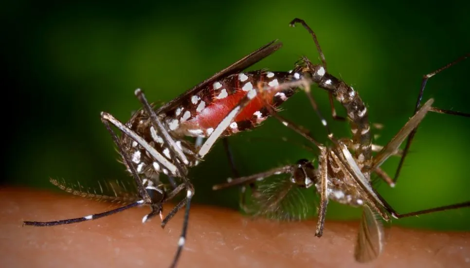 Meherpur witnesses over 400 Dengue cases in 6 weeks