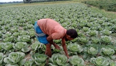 Farmers profit by cultivating off-season cauliflower, cabbage