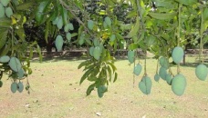 Chapainawabganj mango growers worried over marketing amid virus restrictions