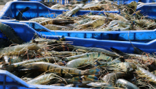 Hatchery creates hope among freshwater prawn farmers
