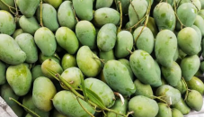 Rajshahi online mango business fetches around Tk 9cr