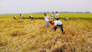 $13.5m ADB loan to improve irrigation schemes in Bangladesh