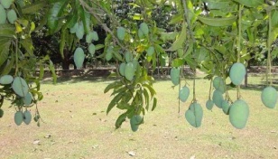 Chapainawabganj mango growers worried over rising cost