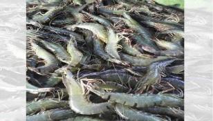 Khulna shrimp farmers fighting to regain business amid pandemic 