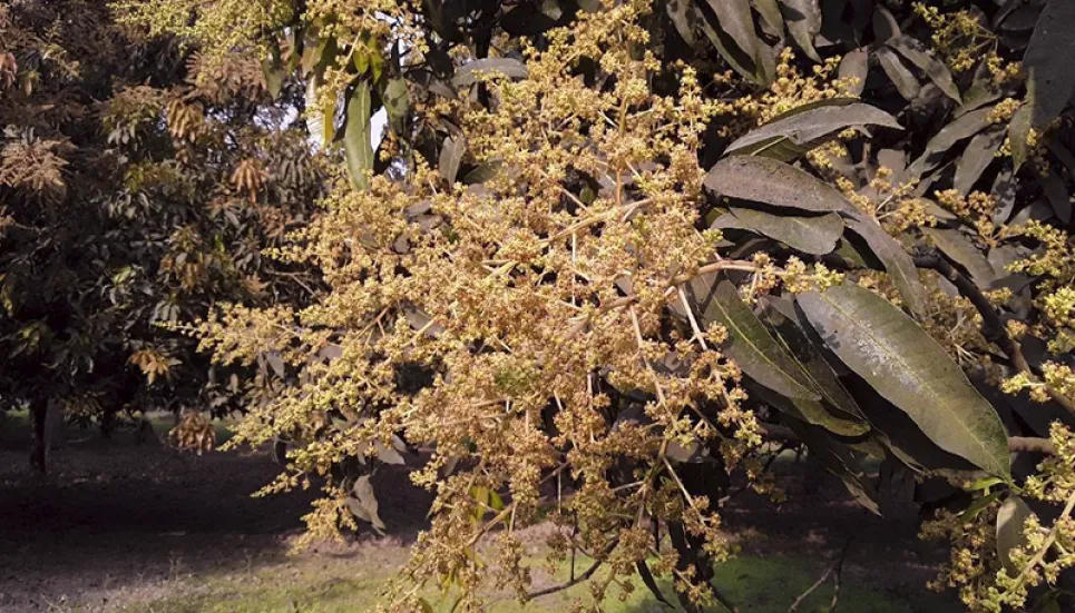 Chapainawabganj mango growers pin hope on weather