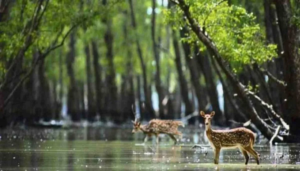 Sundarbans tourism businesses look for reopening