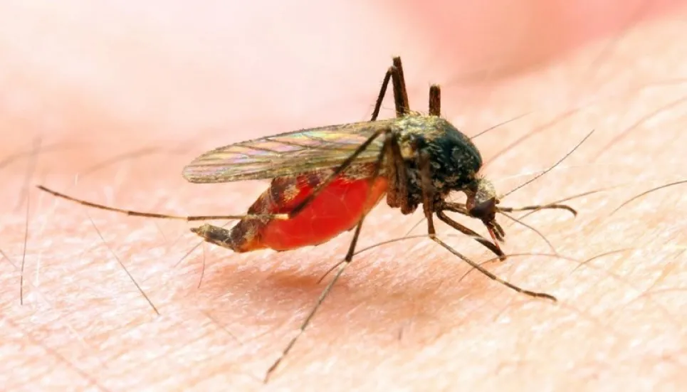 CHT accounts for 91pc of malaria cases